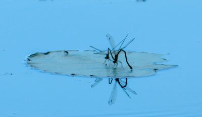 natural_imaging_22