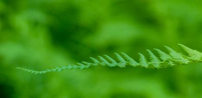 basic green