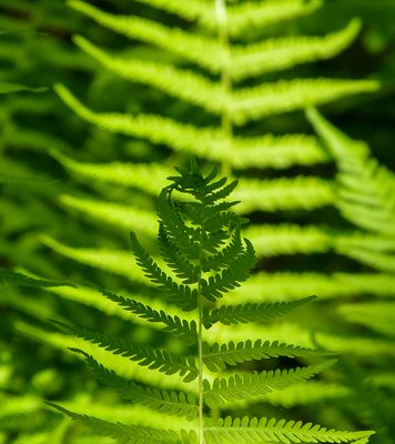 basic green