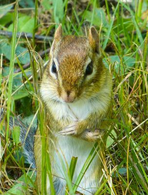 semiwildlife_5