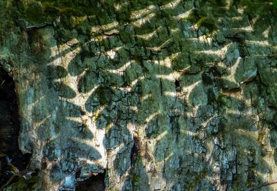 natural_imaging_24