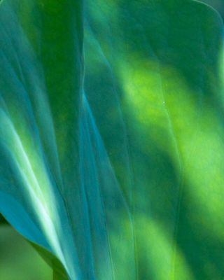 basic green
