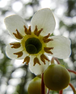natural_imaging_24