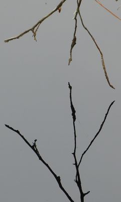 natural_imaging_24