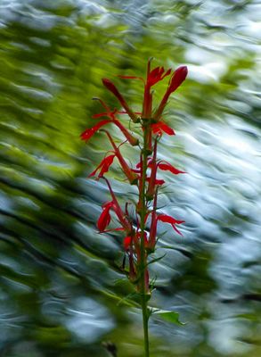 natural_imaging_24