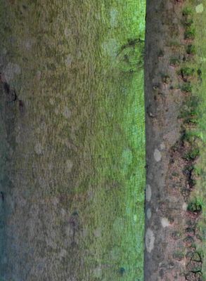 natural_imaging_24