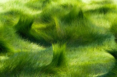 basic green