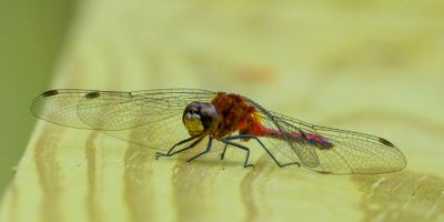 semiwildlife_5