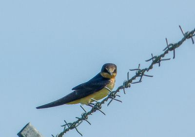semiwildlife_5