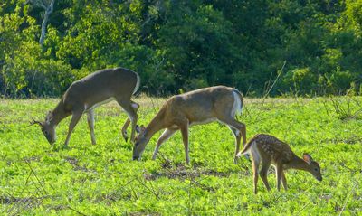 semiwildlife 5