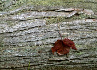 natural_imaging_24
