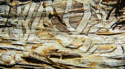 natural_imaging_24