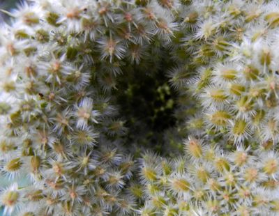natural_imaging_24