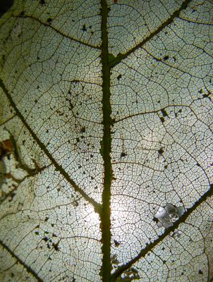 natural_imaging_24