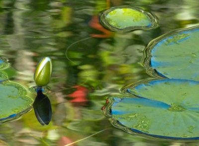 natural_imaging_24