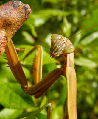 semiwildlife_5