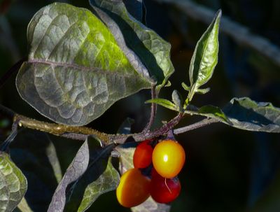 natural_imaging_24