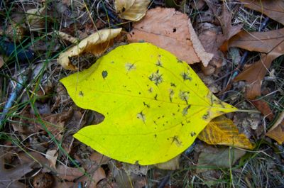 a happy fall 339