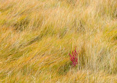 natural_imaging_24
