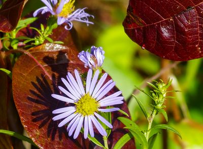 natural_imaging_24