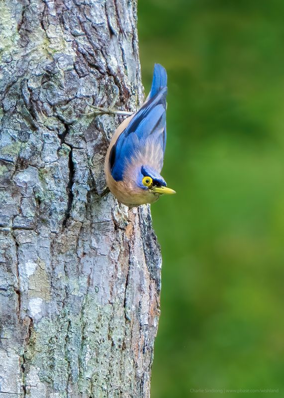  Sulphur-billed Nuthatch