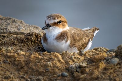Plovers