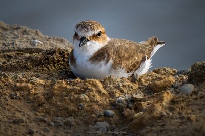 Plovers