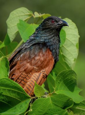 Coucals