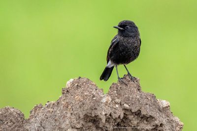 Bushchat