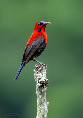 Maroon-naped Sunbird 07416