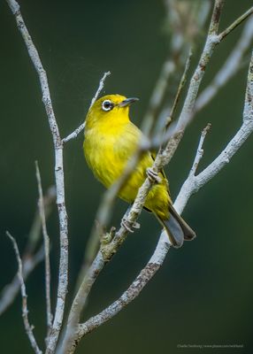 White-eye