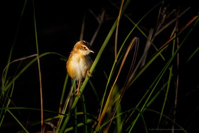 Cisticolas