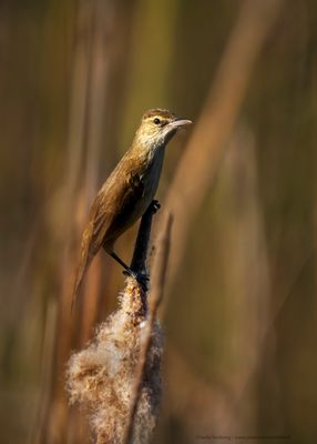 Grassbirds