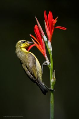 Olive-backed Sunbird (F)_7R44937