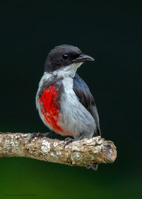 Red-keeled Flowerpeckerr 44905