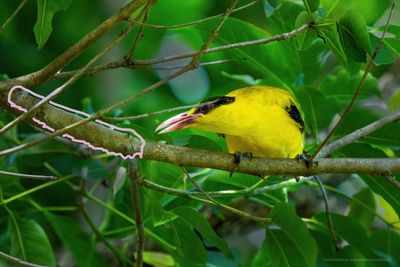 Black-naped Oriole 04081
