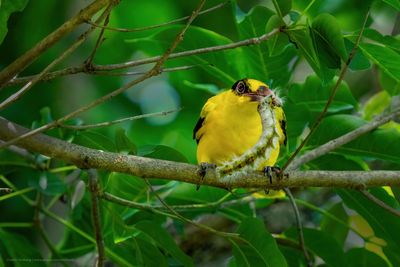Black-naped Oriole 04090