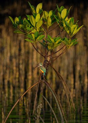 Common Kingfisher 00283