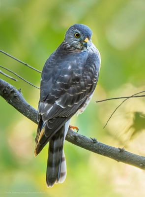 Goshawks