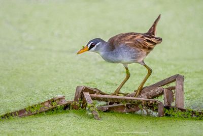 Rails and Crakes