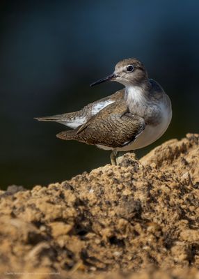 shanks and Sandpipers