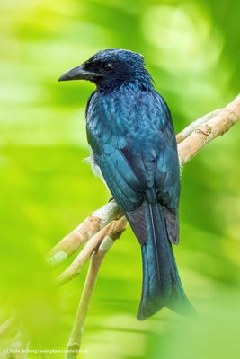 Bulbuls and Drongos