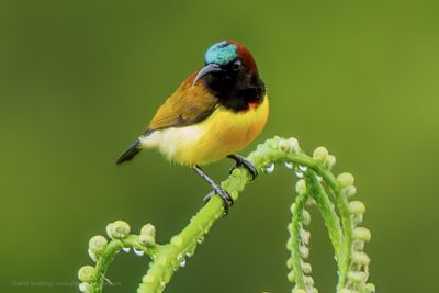 Maroon-naped Sunbird