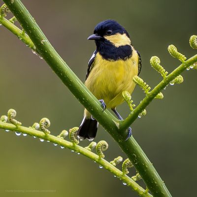 Elegant Tit