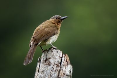 Visayan Bulbul