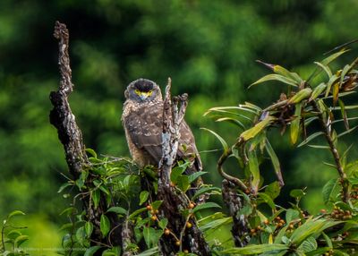 Serpent Eagle
