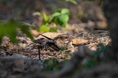 Philippine Nightjar_7R43882