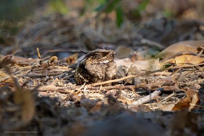 Philippine Nightjar_7R43919