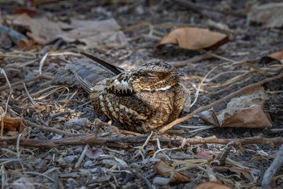 Nightjars