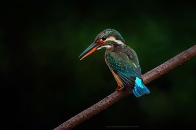 Kingfishers